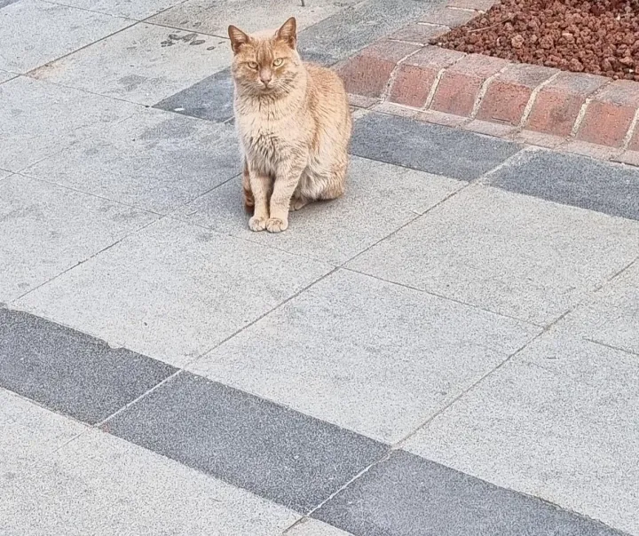 Anın Fotoğrafı
