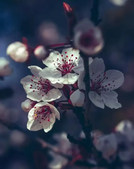 Anın Fotoğrafı