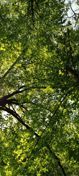 Anın Fotoğrafı