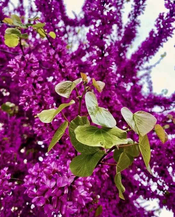 Anın Fotoğrafı