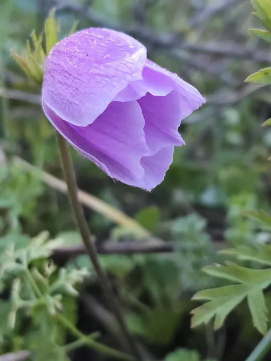 Anın Fotoğrafı