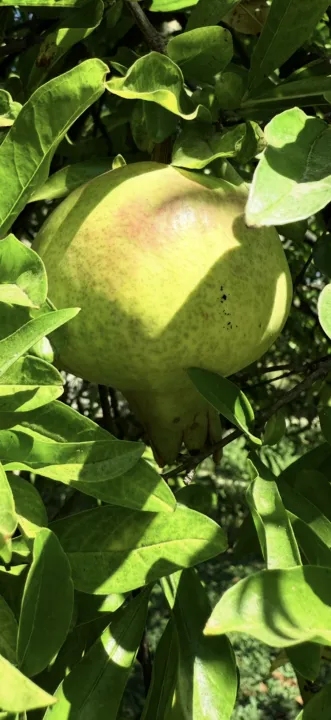 Anın Fotoğrafı