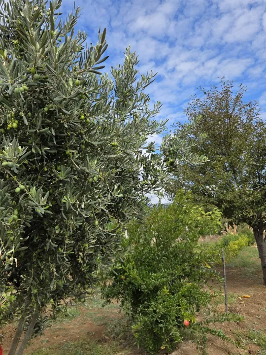 Anın Fotoğrafı