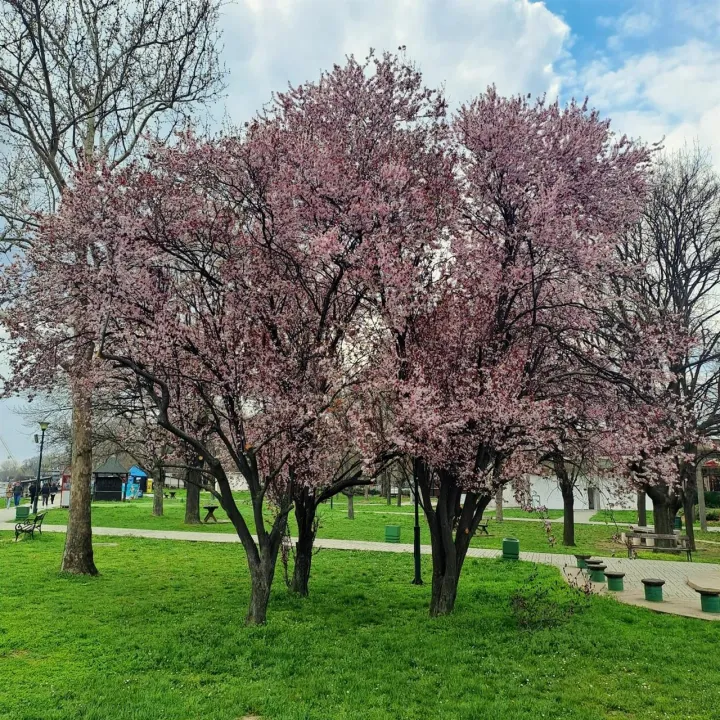 Anın Fotoğrafı