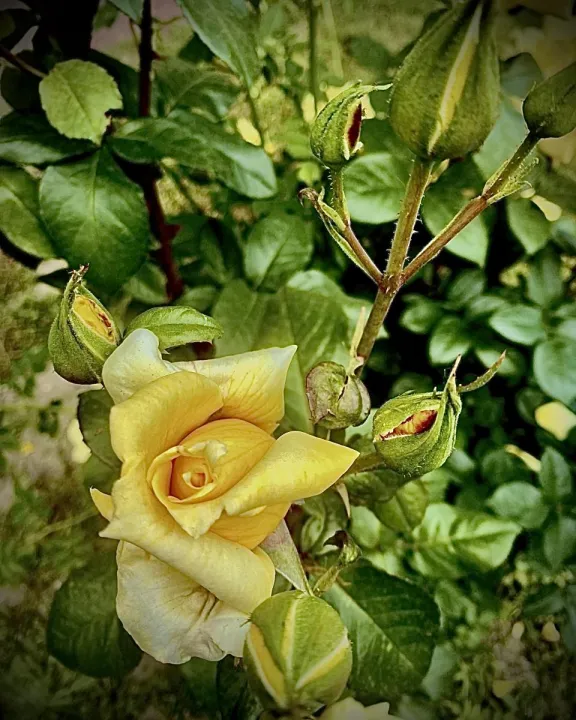 Anın Fotoğrafı
