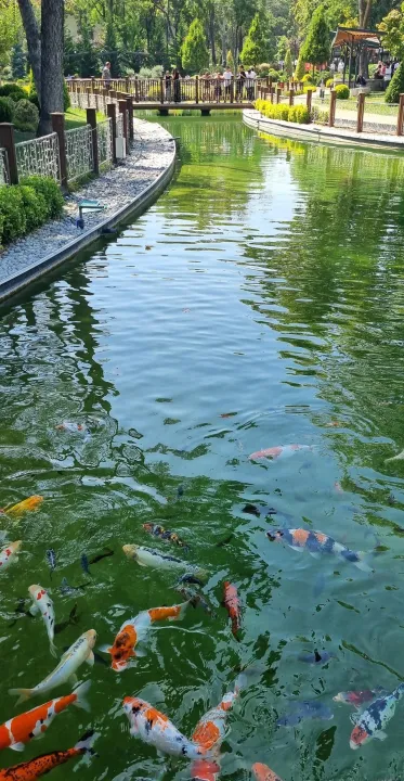 Anın Fotoğrafı