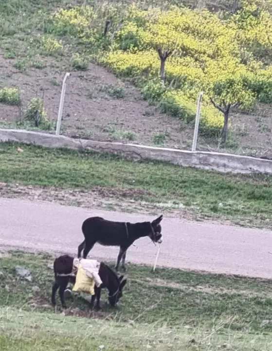 Anın Fotoğrafı