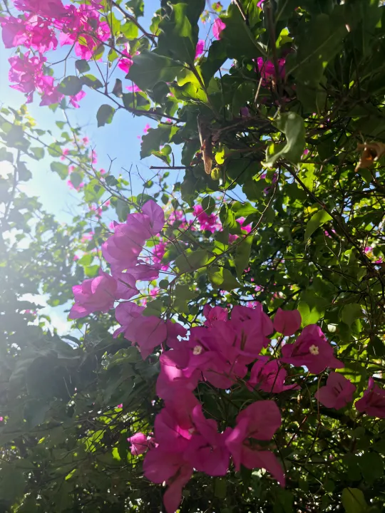 Anın Fotoğrafı