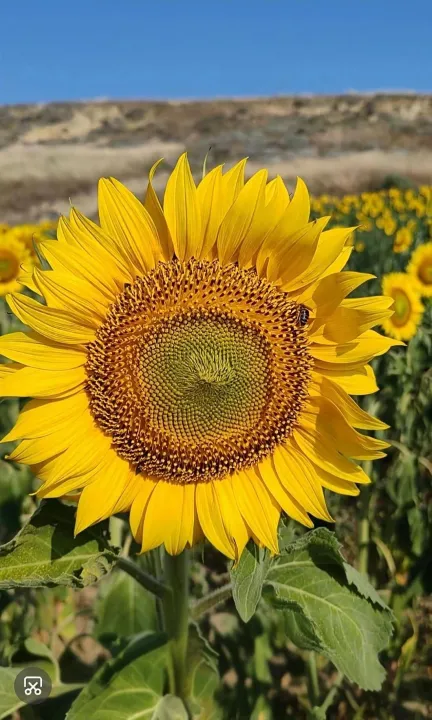 Anın Fotoğrafı
