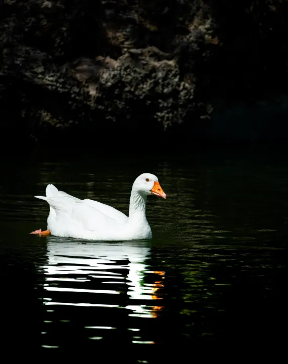Anın Fotoğrafı