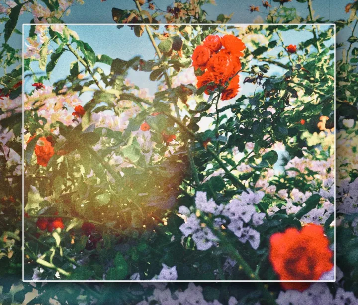 Anın Fotoğrafı