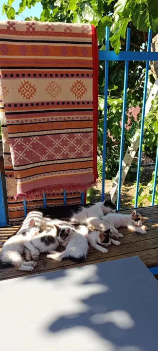 Çoklu paylaşım