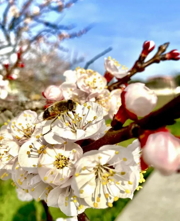 Anın Fotoğrafı