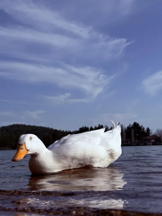 Anın Fotoğrafı