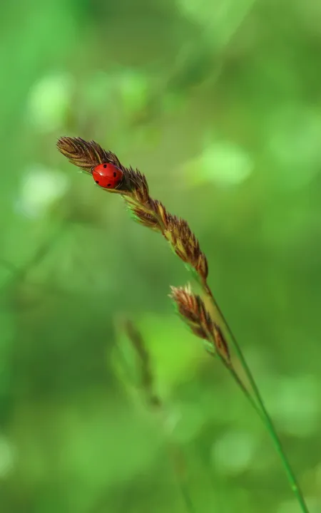 Anın Fotoğrafı