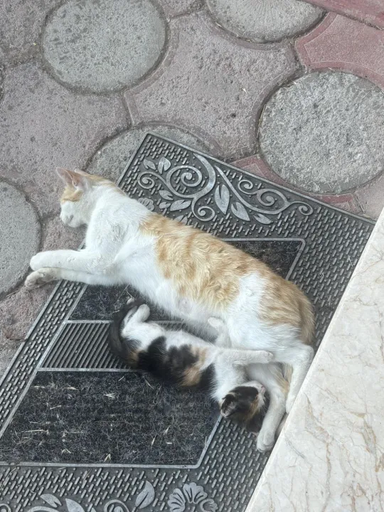Anın Fotoğrafı