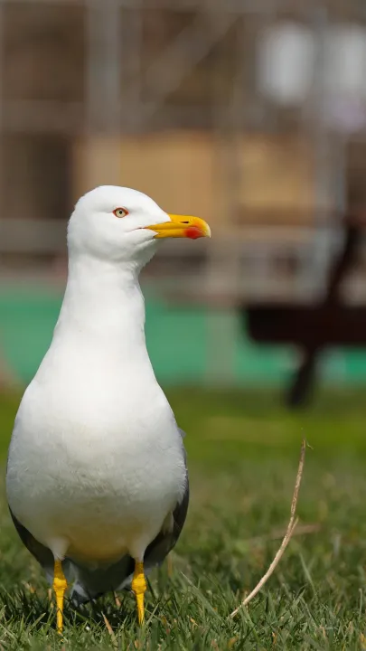 Anın Fotoğrafı