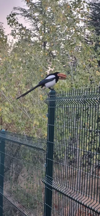Anın Fotoğrafı