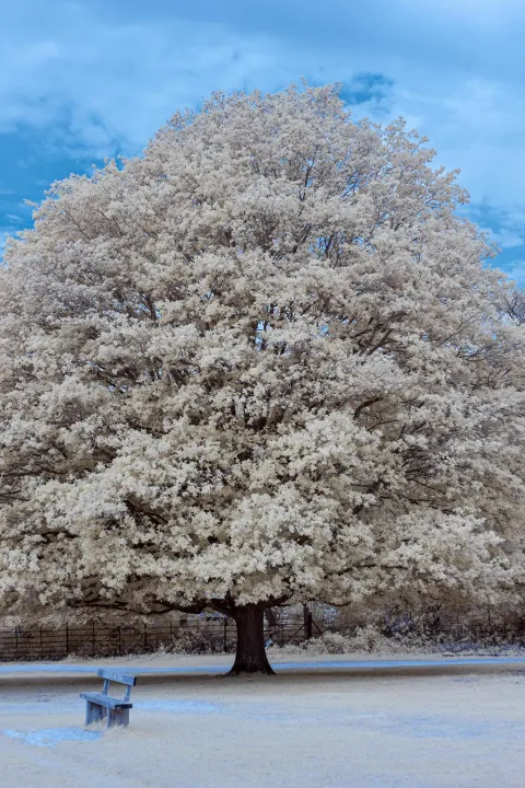Anın Fotoğrafı
