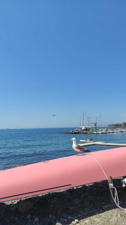 Anın Fotoğrafı