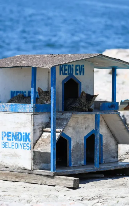 Anın Fotoğrafı