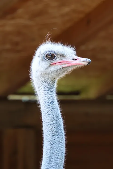Anın Fotoğrafı