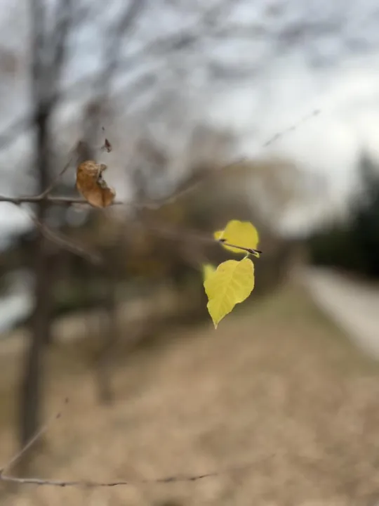 Anın Fotoğrafı