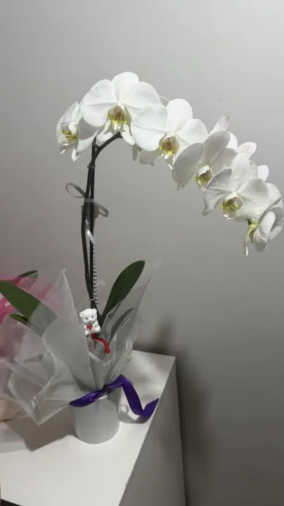 Anın Fotoğrafı