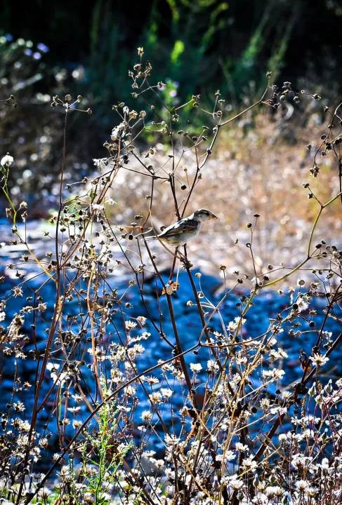 Anın Fotoğrafı