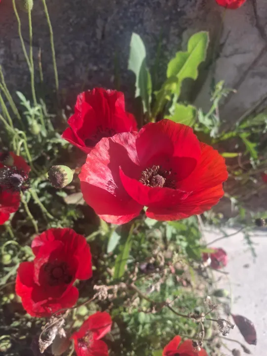 Anın Fotoğrafı