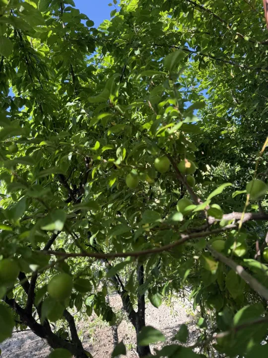 Anın Fotoğrafı
