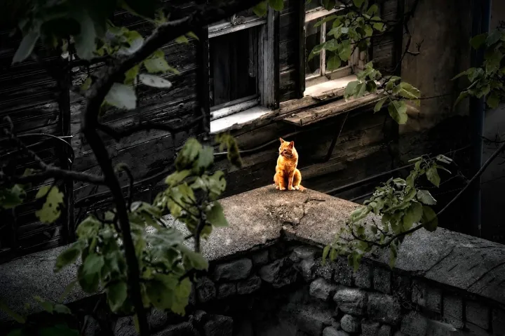 Anın Fotoğrafı