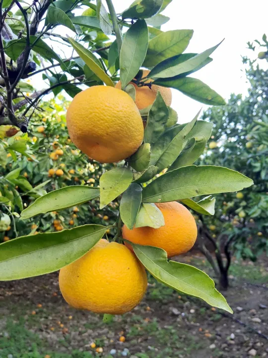Anın Fotoğrafı