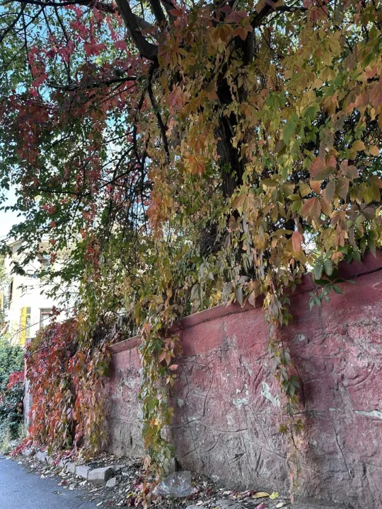 Anın Fotoğrafı