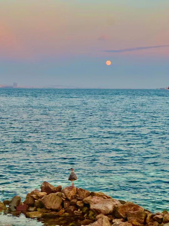 Anın Fotoğrafı