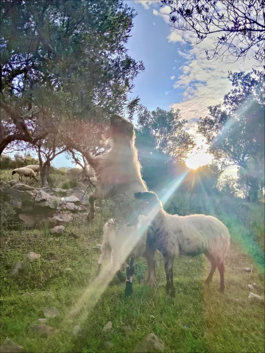 Anın Fotoğrafı
