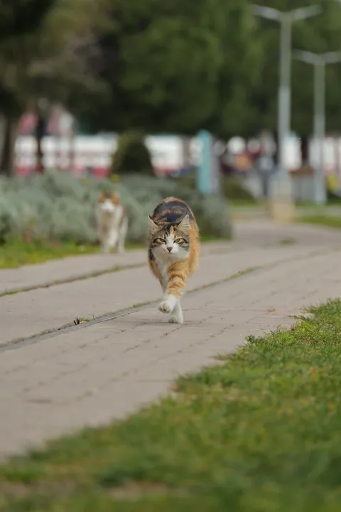 Anın Fotoğrafı