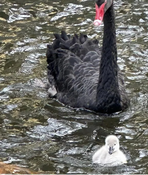 Anın Fotoğrafı