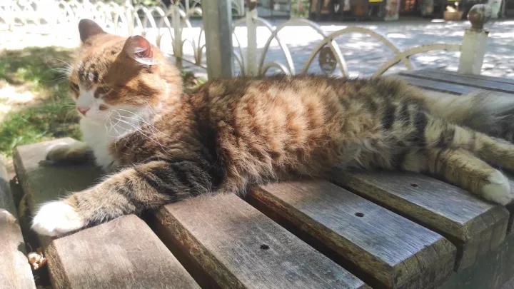 Anın Fotoğrafı
