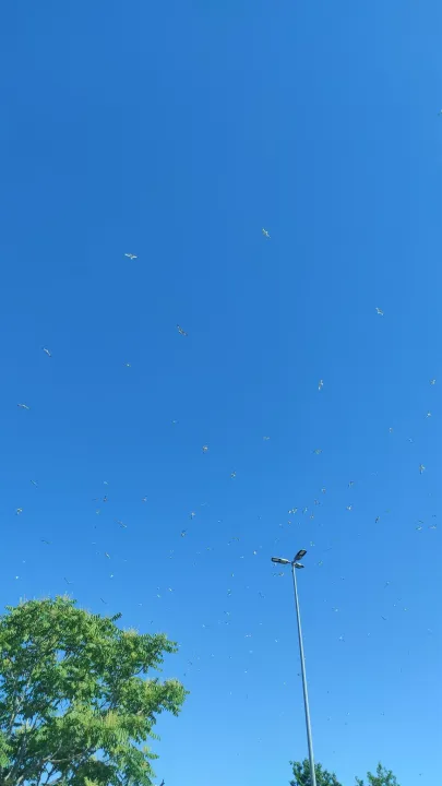 Anın Fotoğrafı