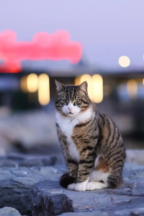 Anın Fotoğrafı