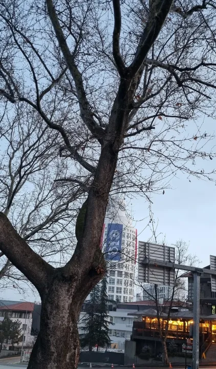 Anın Fotoğrafı
