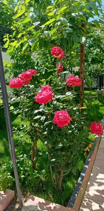Anın Fotoğrafı