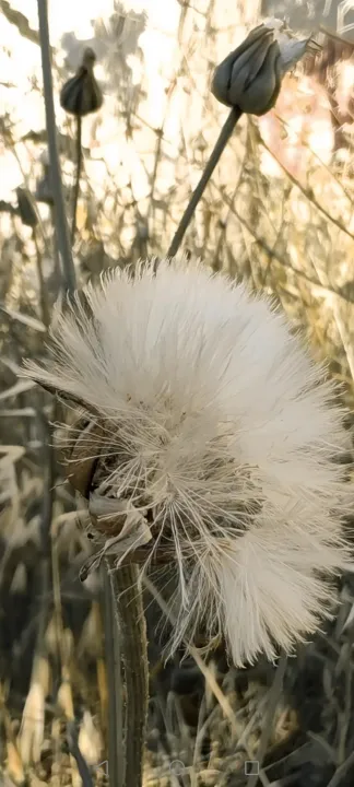 Anın Fotoğrafı