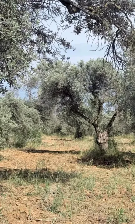 Çoklu paylaşım
