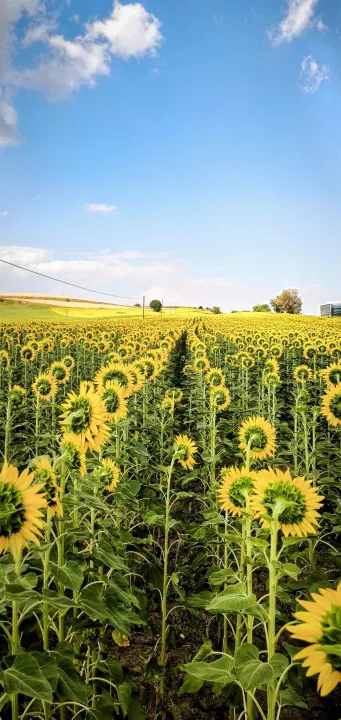 Anın Fotoğrafı