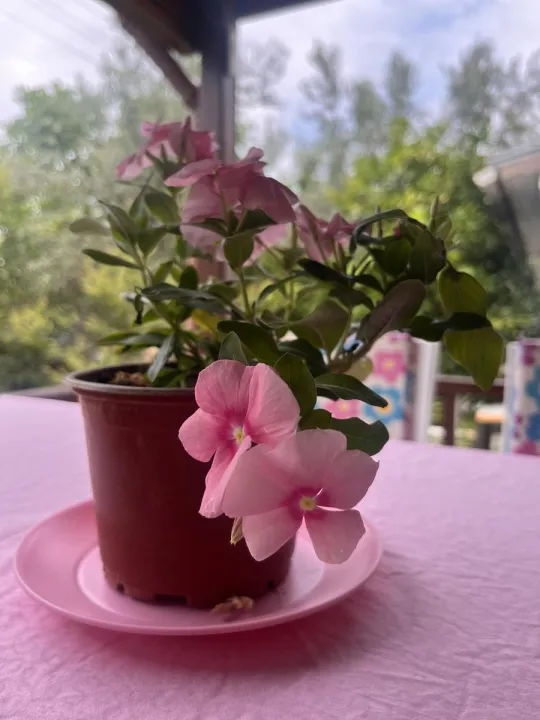 Anın Fotoğrafı