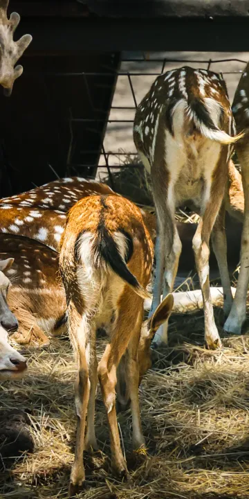 Anın Fotoğrafı