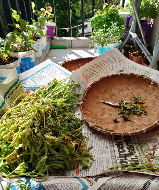 Anın Fotoğrafı