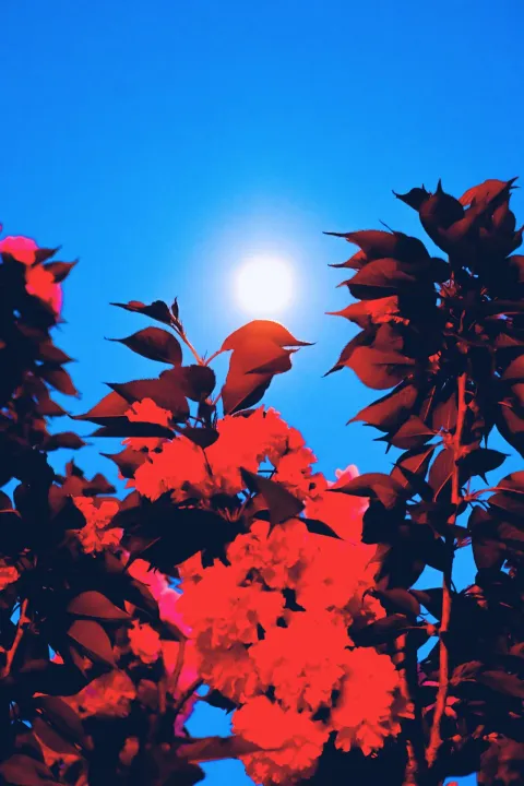Anın Fotoğrafı